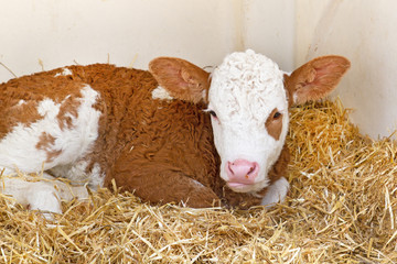 Junges Kalb im Stroh