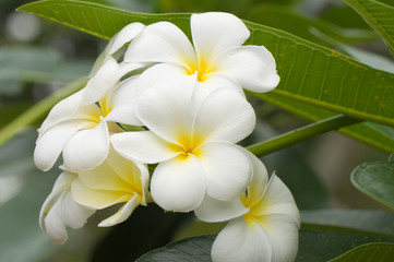 Obraz na płótnie Canvas frangipani kwiat