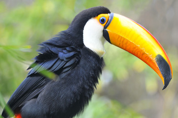 Profile portrait of toco toucan (Ramphastos toco)