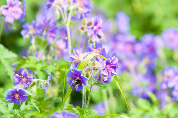 early summer flowering geranium