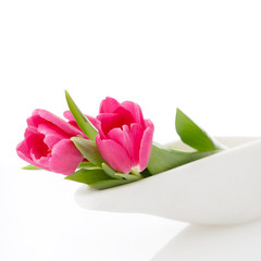 gently tulips on white with space for text