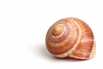 Snail
