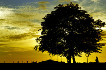 Sunset and tree