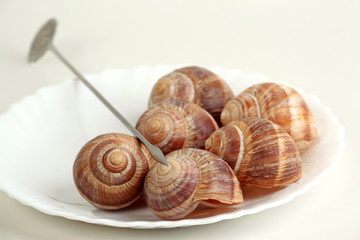Snails