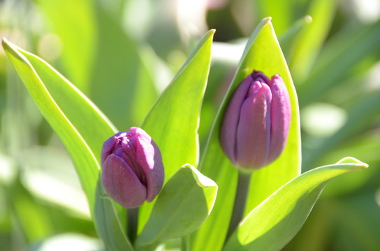 アイスチューリップ