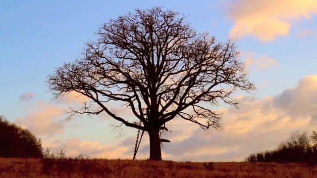 Baum im Wind