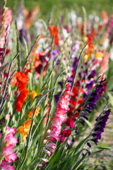 Gladiolen Blüten in kräftigen Farben