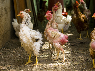 ugly chicken