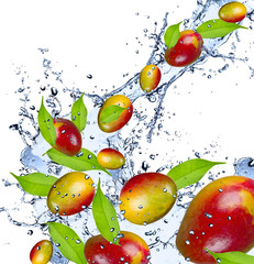 Fototapeta na wymiar Fresh mangos flying in water splash,isolated on white background