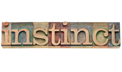 instinct word in letterpress type - obrazy, fototapety, plakaty