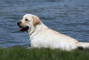 yellow labrador at the lake