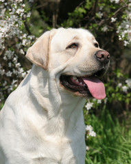 yellow labrador in spring