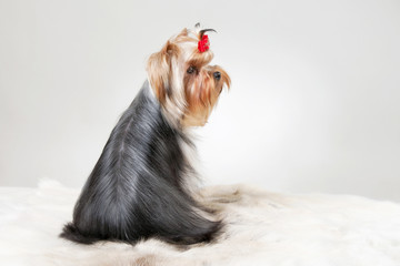 yorkie puppy on white gradient background