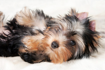 yorkie puppy on white gradient background