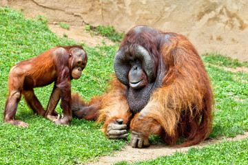 Orangutan of Borneo, Pongo Pygmaeus © David Acosta Allely