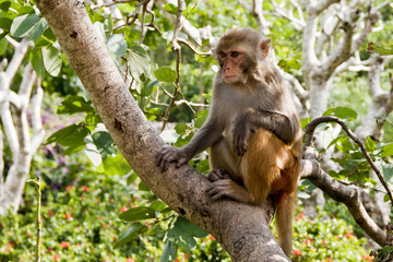 Macaque monkey