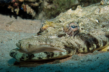 indian ocean crocodilefish (papilloculiceps longiceps)