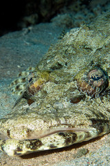indian ocean crocodilefish (papilloculiceps longiceps)