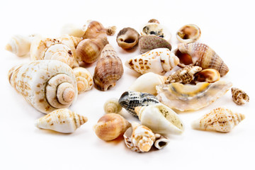 Shells