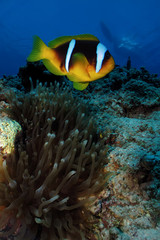 Naklejka na ściany i meble Red Sea Anemonefish (amphiprion bicinctus)