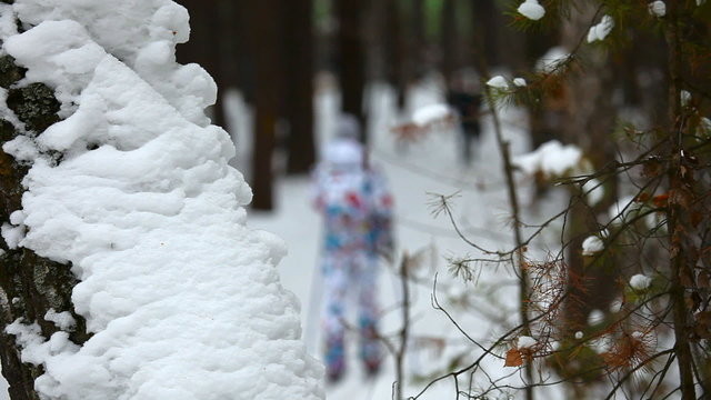 Cross-country skiing in winter forest. Shallow DOF.
