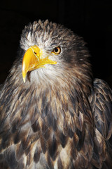 Sea eagle