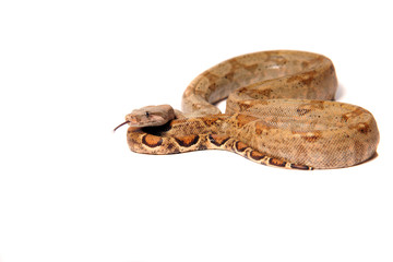 Snake ,Schlange ,Boa,Python, Paradiesschlange