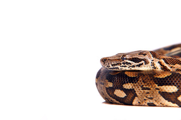 Snake ,Schlange ,Boa,Python, Paradiesschlange