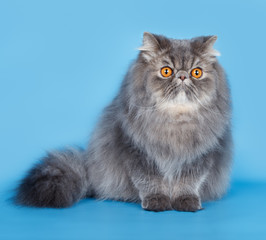 Persian cat on blue background