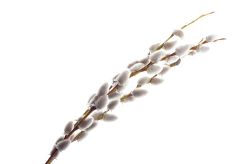 Pussy-willow on a white
