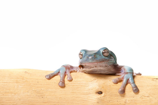 Frosch laubfrosch grün schön blau frog
