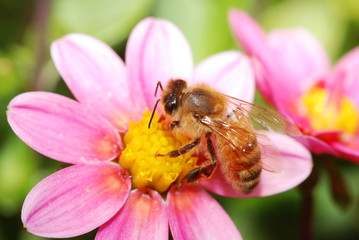 honeybee collecting nectar from a flower