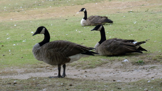 Three canadian geese