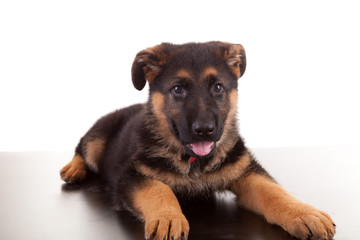 German Shepherd dog