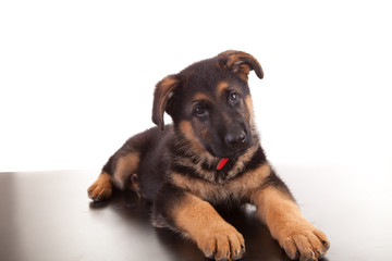 German Shepherd dog
