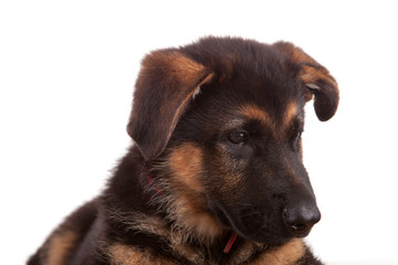 German Shepherd dog