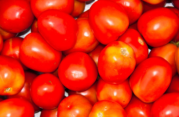 Tomato