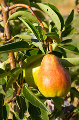 Ripe Bartlett pear on tree ready to be picked