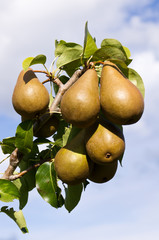 Bosc pears ready to pick © zigzagmtart