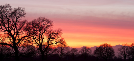 Fototapeta na wymiar Sunset behind tree silhouettes