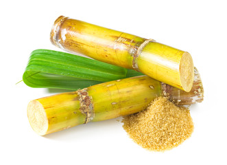 Canne à Sucre
