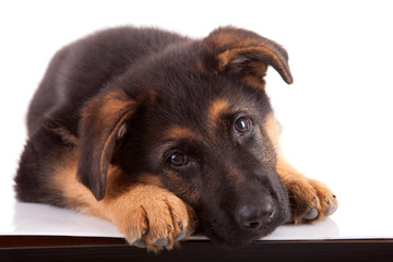 German Shepherd dog - 38160825