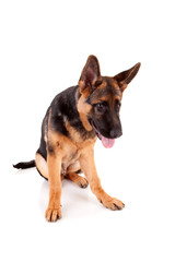 German Shepherd dog