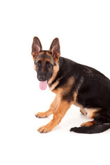 German Shepherd dog