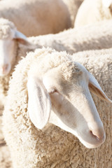 Detail of a sheep
