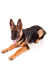 German Shepherd dog