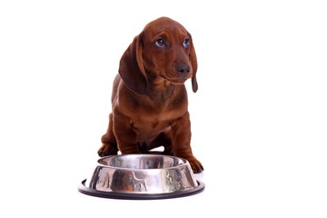 Dackel Welpe mit Napf