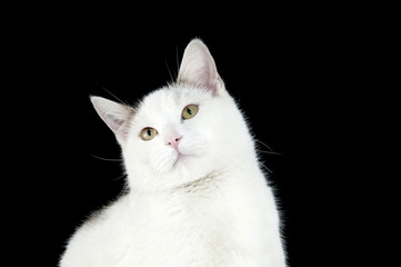 Cat on black background