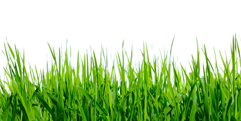 green grass