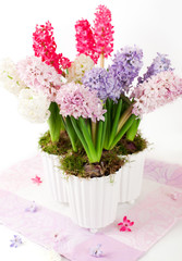 hyacinths in flowerpots